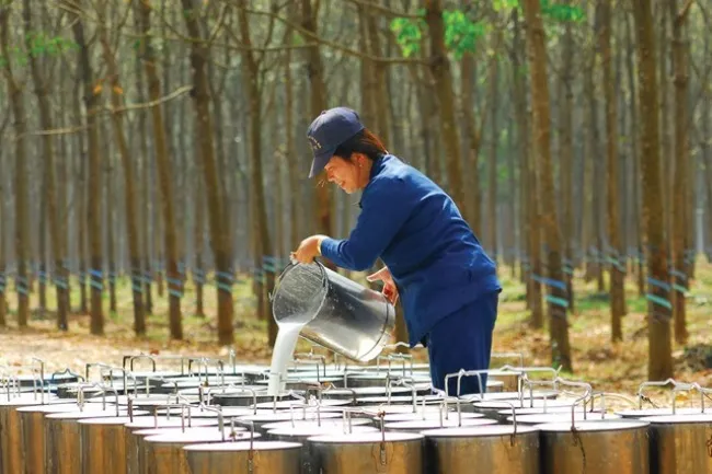 Giá cao su hôm nay 11/6/2020: Quay đầu giảm nhẹ