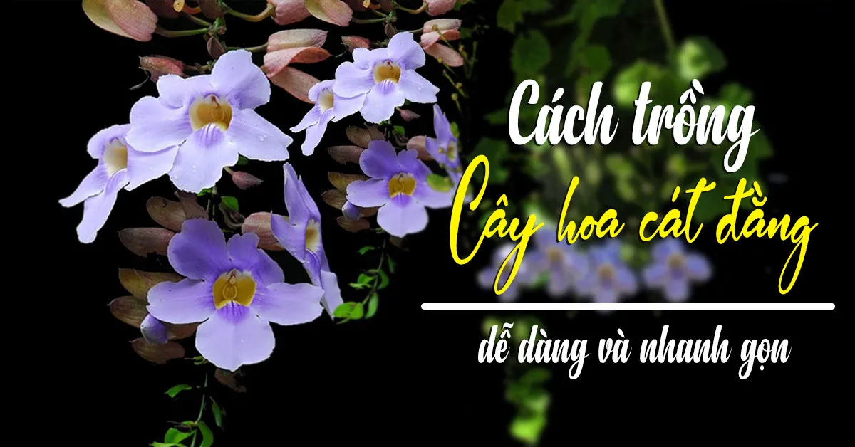 Cây hoa Cát Đằng: đặc điểm, cách trồng và chăm sóc 