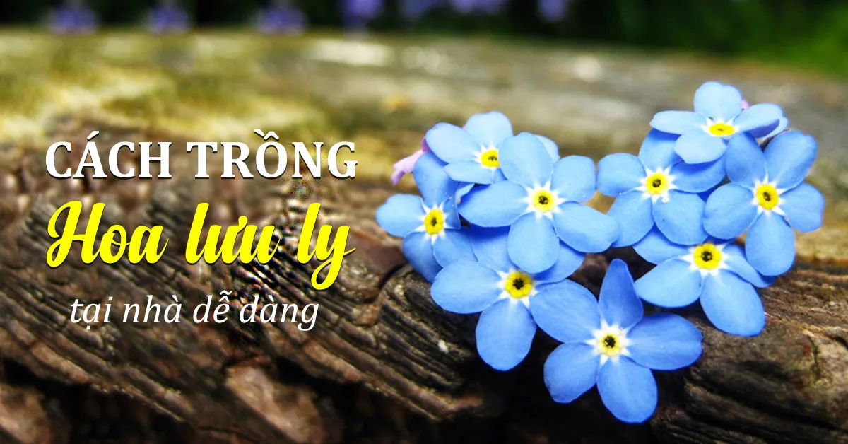 Hướng dẫn cách trồng và chăm sóc hoa lưu ly tại nhà