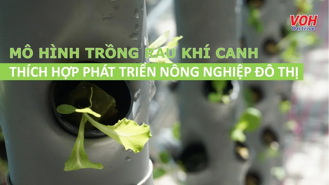 Mô hình trồng rau khí canh thích hợp phát triển nông nghiệp đô thị