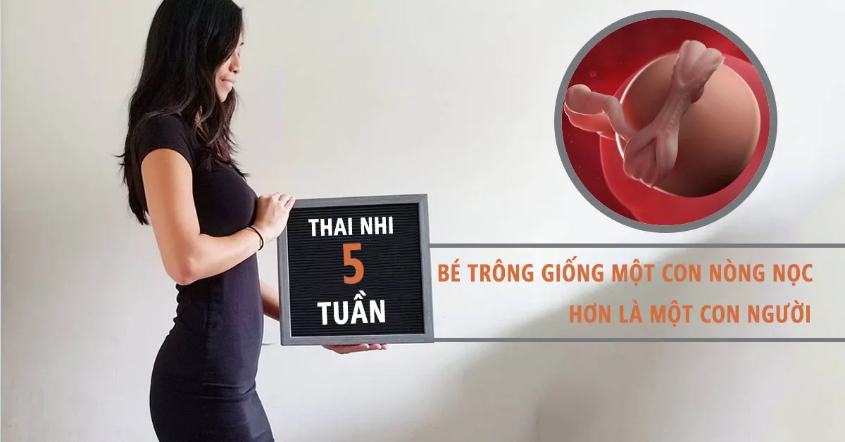 Thai nhi 5 tuần tuổi: Bắt đầu xuất hiện tim thai và nhiều cơ quan khác
