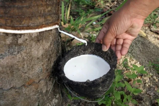 Giá cao su hôm nay 19/6/2020: Tăng nhẹ trở lại 