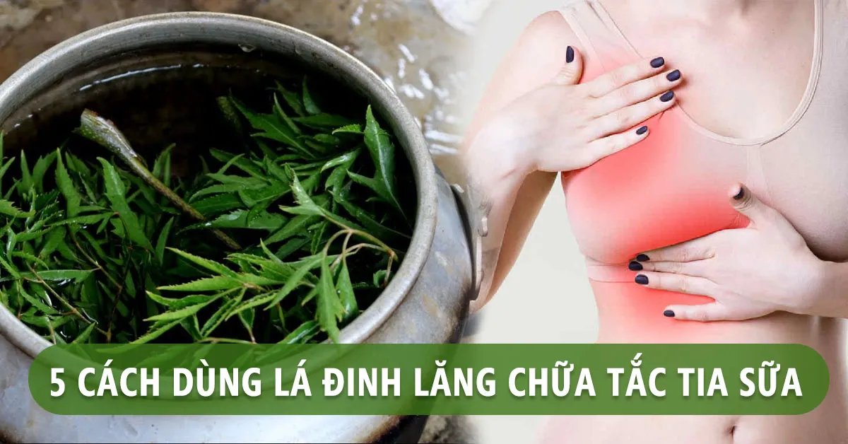 Mách mẹ 5 mẹo dân gian chữa tắc tia sữa bằng lá đinh lăng