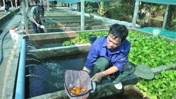 Diện tích nuôi cá cảnh công nghệ cao chiếm gần 60%