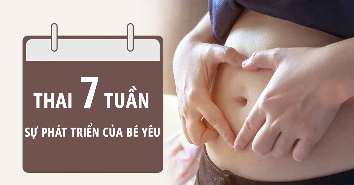 Thai nhi 7 tuần: Bé bắt đầu phát triển các đặc điểm về thể chất và khuôn mặt