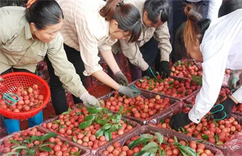Khoảng 10 tấn vải thiều tươi Bắc Giang được xuất khẩu sang thị trường Nhật Bản