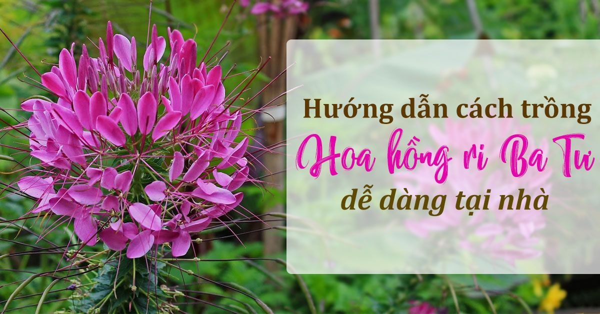 Hướng dẫn kỹ thuật trồng và chăm sóc hoa hồng Ri Ba Tư