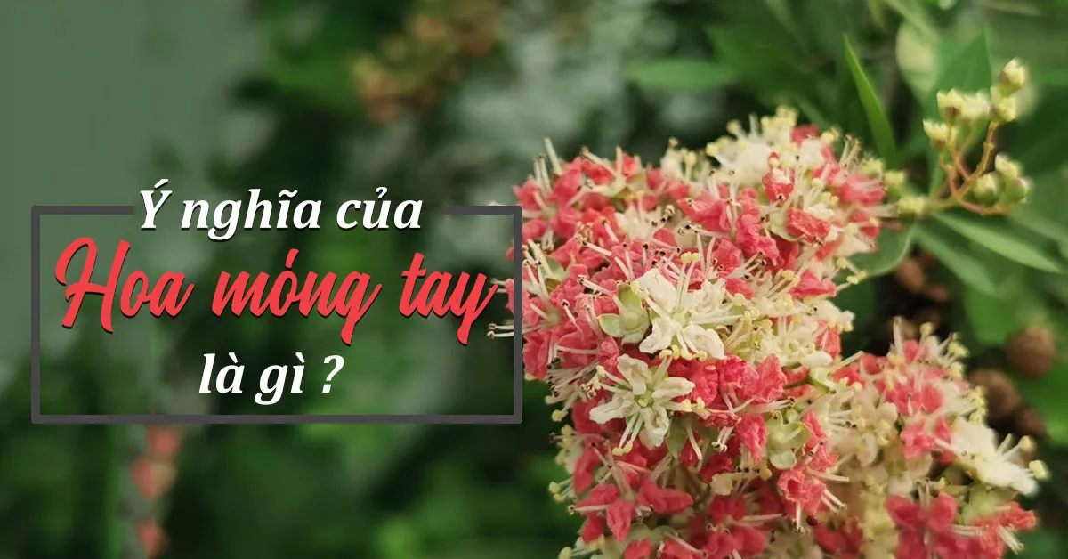 Đặc điểm hoa móng tay và cách trồng, chăm sóc hoa tại nhà