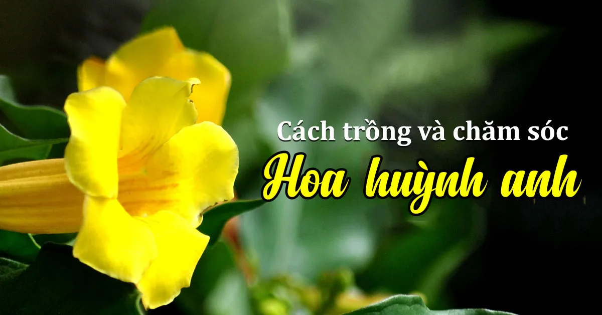 Khám phá ý nghĩa hoa huỳnh anh không phải ai cũng biết