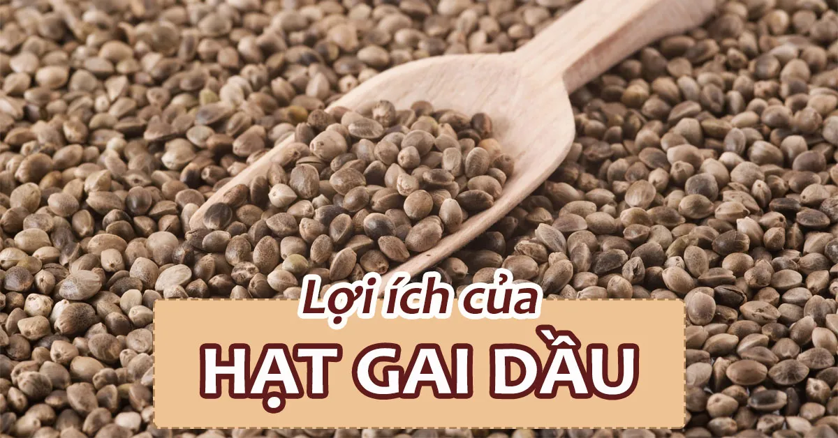 Hạt gai dầu là gì? Dùng hạt gai dầu có tác dụng gì với sức khỏe?