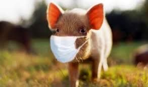 Phát hiện chủng virus cúm mới có khả năng gây ra đại dịch ở Trung Quốc