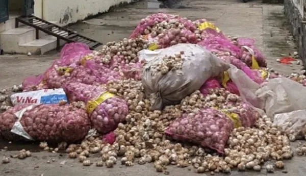 Đồng Tháp: Tiêu hủy khoảng 1 tấn tỏi trôi sông