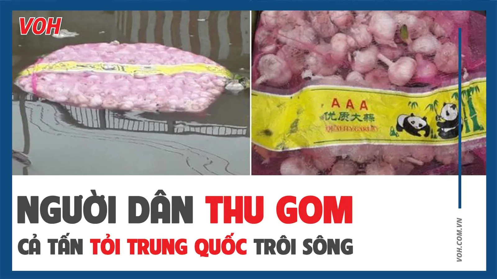 Người dân thu gom cả tấn tỏi Trung Quốc trôi sông