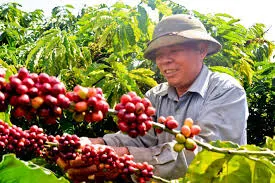 Giá cà phê hôm nay 7/7/2020: Bất ngờ sụt giảm 400 đồng/kg do giá thế giới giảm mạnh