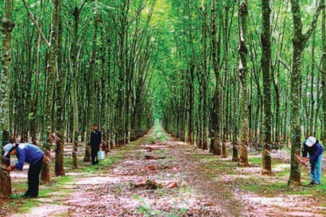Giá cao su hôm nay 7/7/2020: Tăng cao nhất 3 tuần qua 