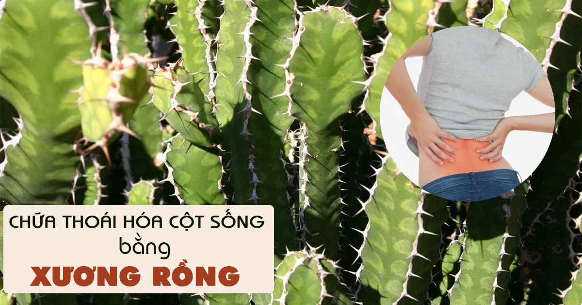 4 bài thuốc chữa thoái hóa cột sống bằng cây xương rồng