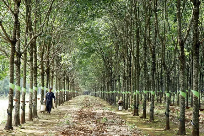 Giá cao su hôm nay 9/7/2020: Tăng do kinh tế Trung Quốc hồi phục 