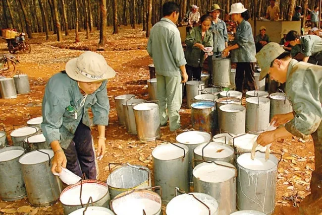 Giá cao su hôm nay 15/7/2020: Đi ngang, số trường hợp nhiễm Covid-19 toàn cầu tăng cao kỷ lục