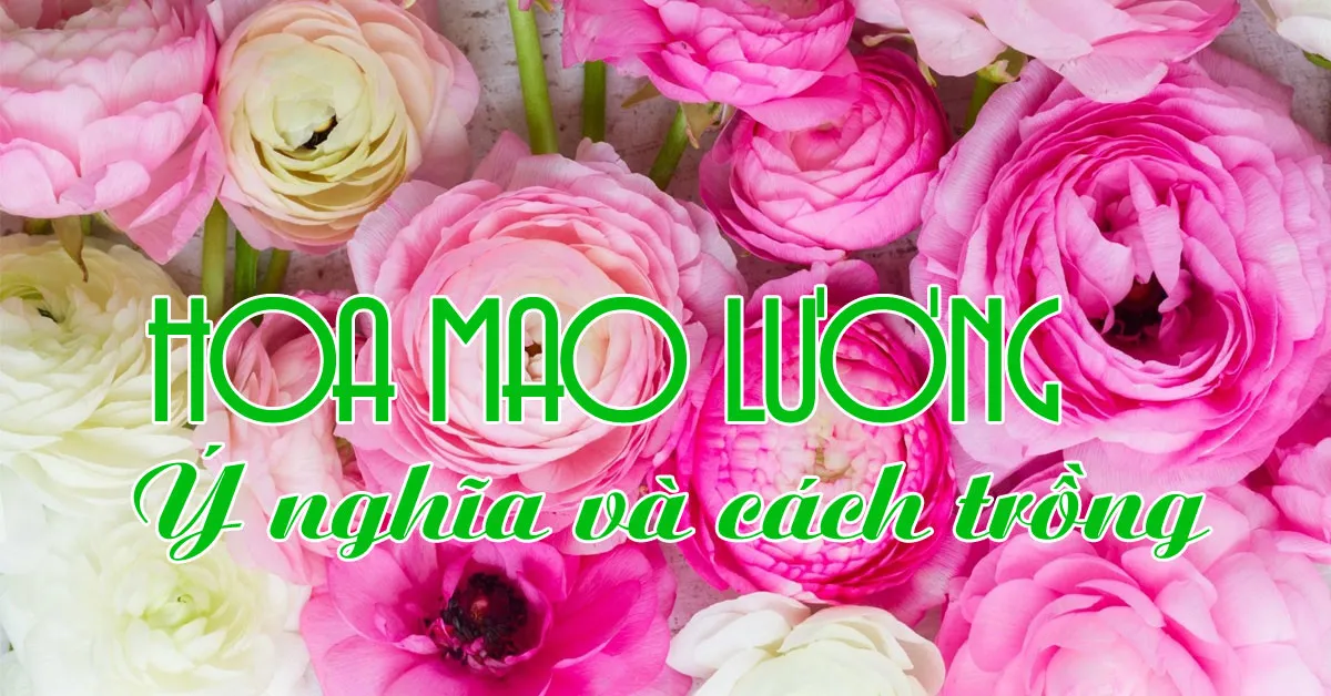 Hoa mao lương: ý nghĩa và cách trồng hiệu quả