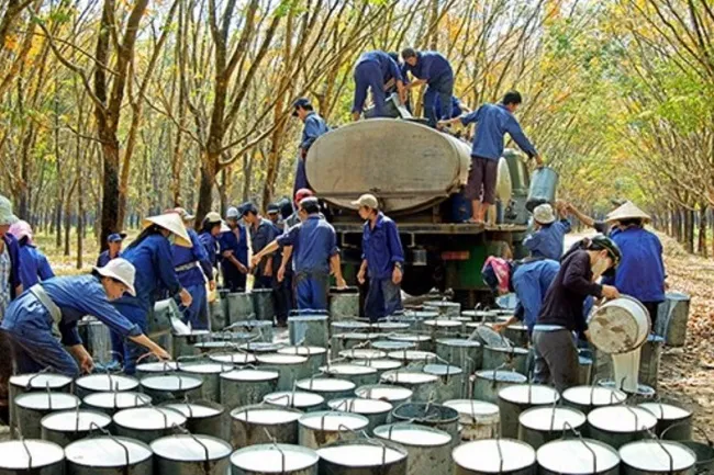 Giá cao su hôm nay 22/7/2020: Tiếp tục tăng khi kinh tế Trung Quốc phục hồi