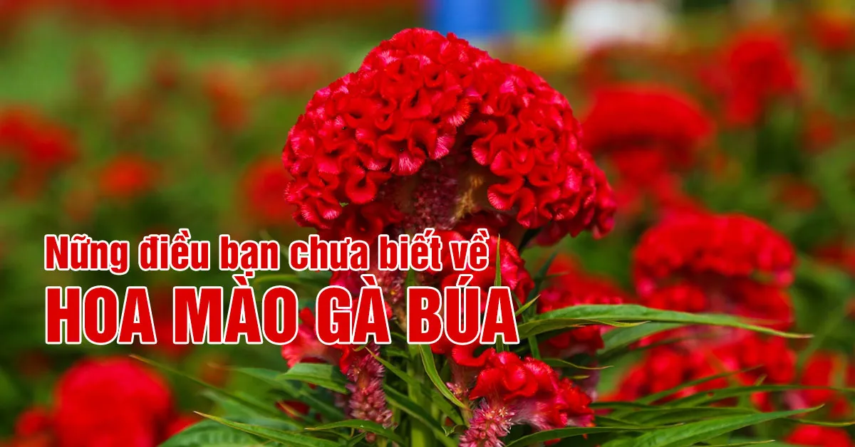 Những điều bạn chưa biết về hoa mào gà