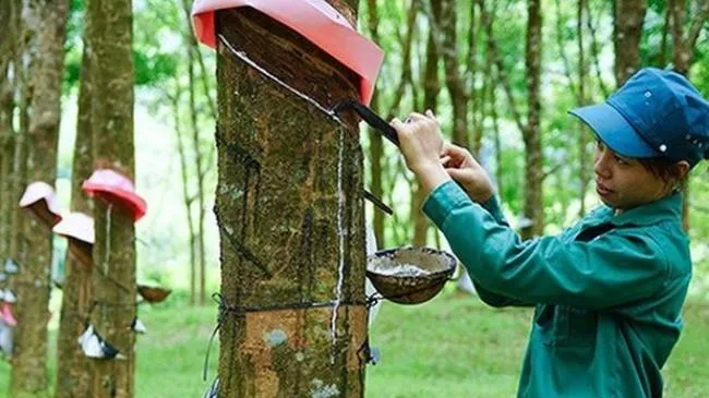 Giá cao su hôm nay 30/7/2020: Tiếp đà tăng cao nhất 7 tuần qua 