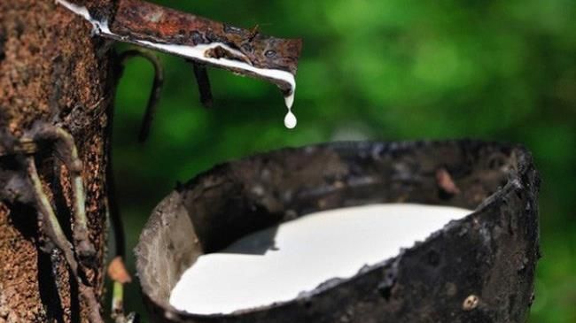 Giá cao su hôm nay 3/8/2020: Tăng mạnh phiên đầu tuần 