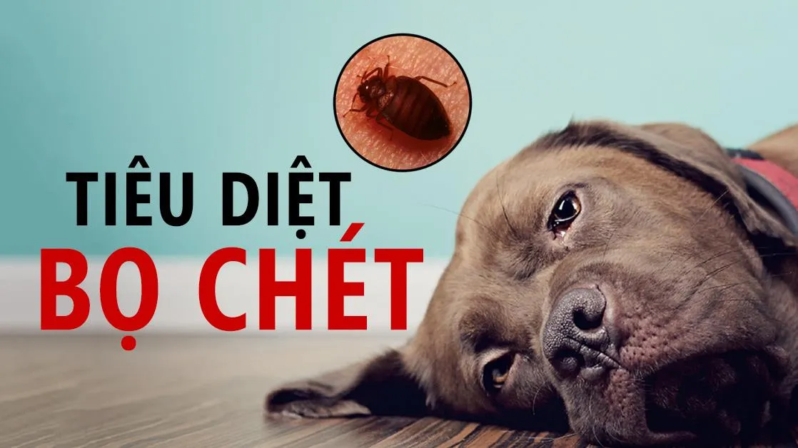 Cách diệt bọ chét tận gốc trong nhà và trên chó mèo từ những nguyên liệu quen thuộc