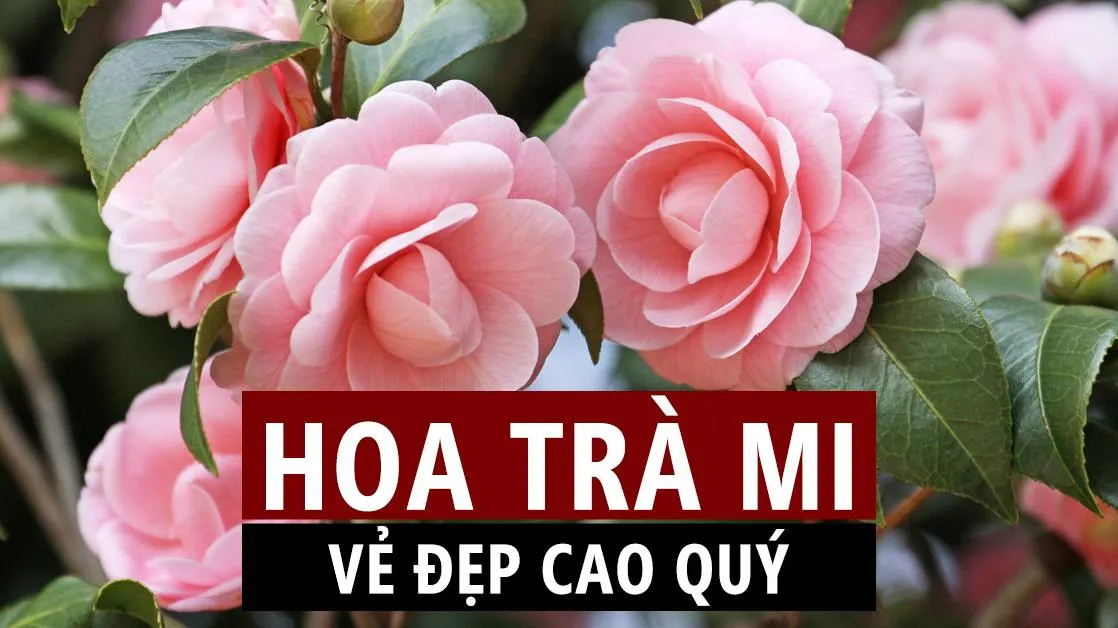 Ý nghĩa và cách trồng cây trà mi trong nhà 