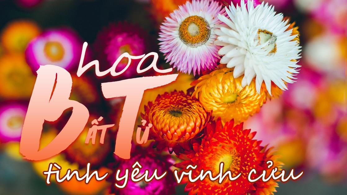 Ý nghĩa và cách trồng hoa bất tử tại nhà bằng hạt không hề khó