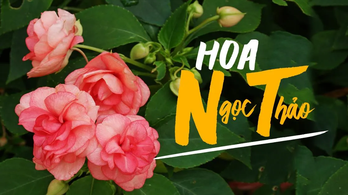 Ý nghĩa và cách trồng hoa ngọc thảo cực đơn giản