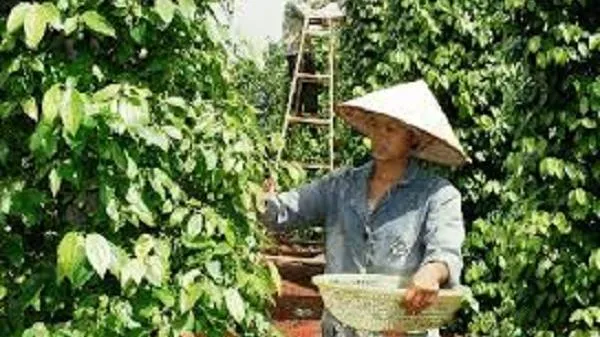 Giá tiêu hôm nay 06/08/2020: Tăng 500 đồng/kg tại Gia Lai