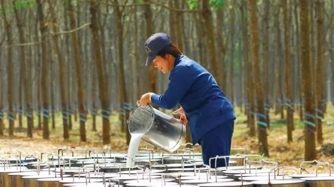 Giá cao su hôm nay 06/08/2020: Giá tại Nhật Bản tăng cao nhất từ tháng 3  