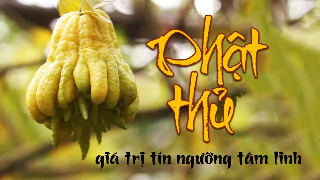 Cây phật thủ - vẻ đẹp tâm linh giàu giá trị tín ngưỡng và kinh tế