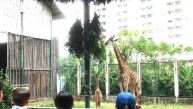 Ảnh hưởng đại dịch COVID-19, Thảo Cầm Viên Sài Gòn kêu gọi cộng đồng hỗ trợ