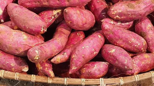 Giá cả thị trường hôm nay 08/08/2020: Khoai lang giá từ 7 ngàn đồng một kg