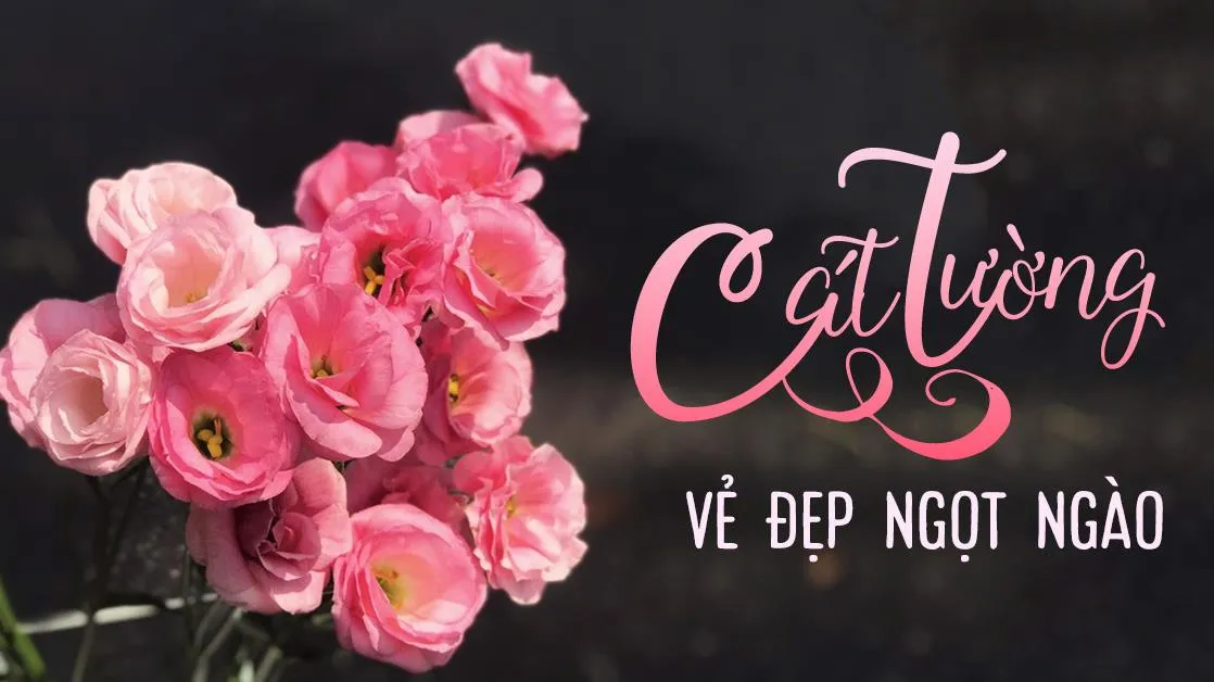 Ý nghĩa hoa cát tường theo màu sắc và cách trồng hoa cát tường trong chậu không khó