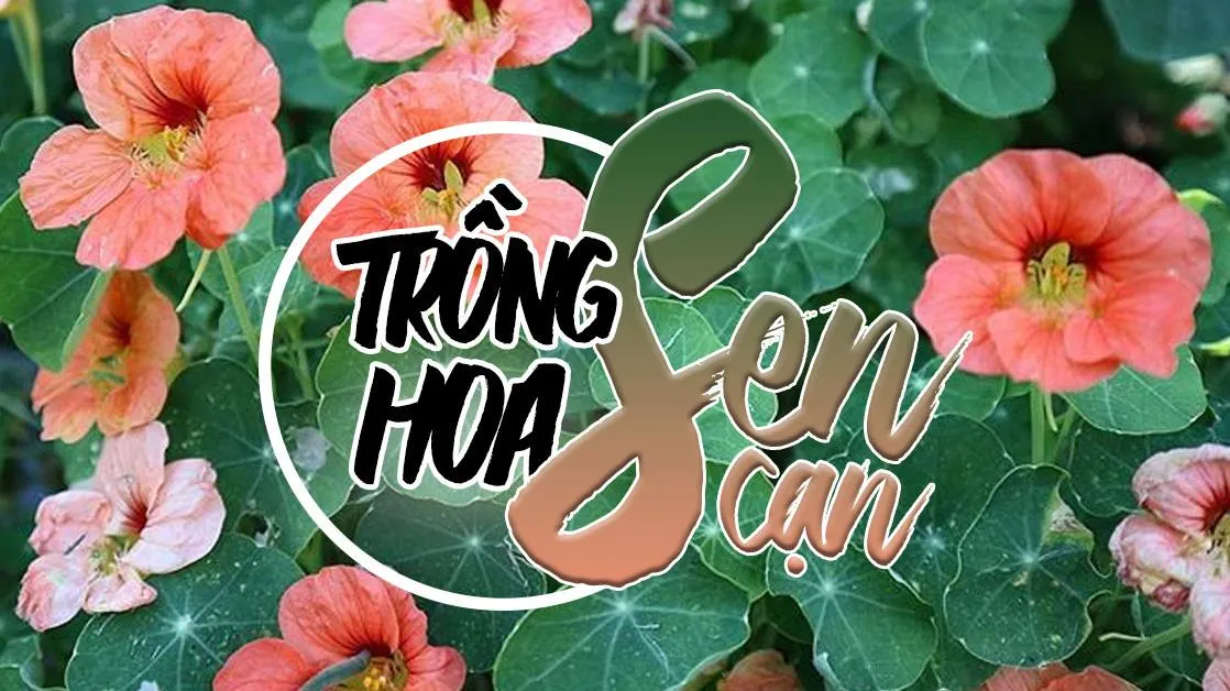 Ý nghĩa, công dụng, cách trồng hoa sen cạn tại nhà 