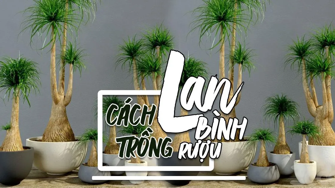 Ý nghĩa phong thủy, cách trồng cây lan bình rượu cho người tuổi Hợi và người mệnh Thủy