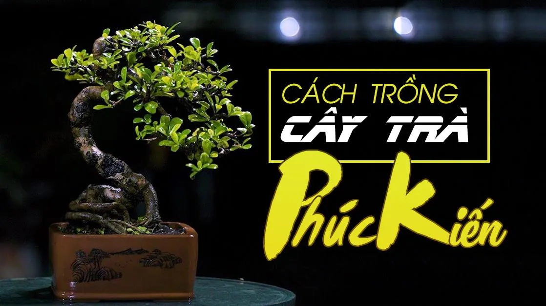 Ý nghĩa phong thủy, cách trồng cây trà Phúc Kiến tại nhà