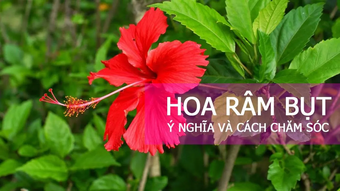 Ý nghĩa và tác dụng của hoa Râm Bụt có thể bạn chưa biết
