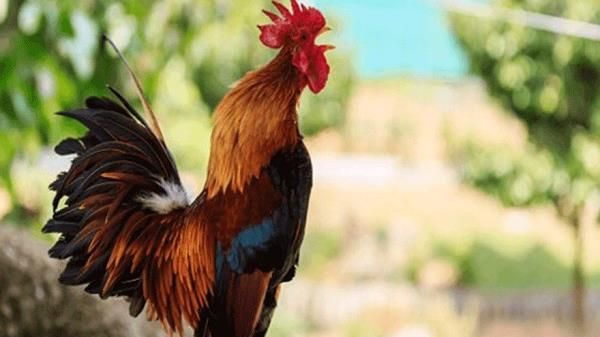 Nộp phạt vì để gà gáy quá sớm