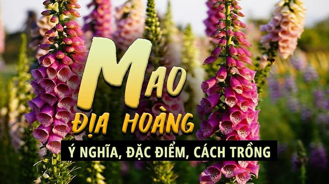 Tìm hiểu ý nghĩa và đặc điểm của hoa mao địa hoàng (hoa chuông tím)