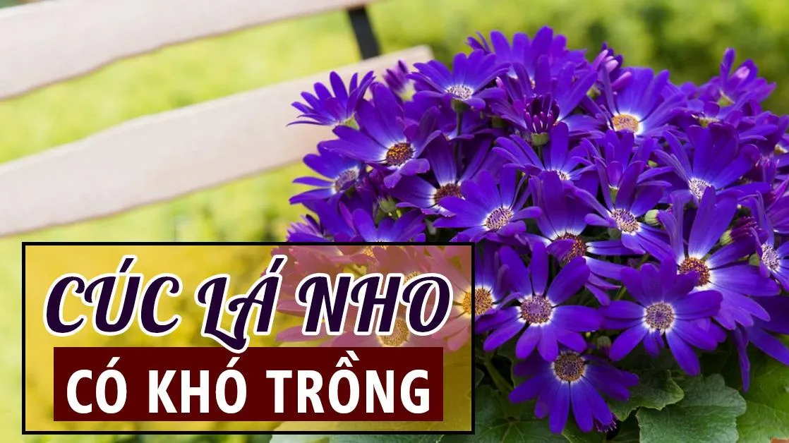 Cách trồng cúc lá nho làm cảnh trong vườn, trang trí trong nhà, trong quán cà phê không khó