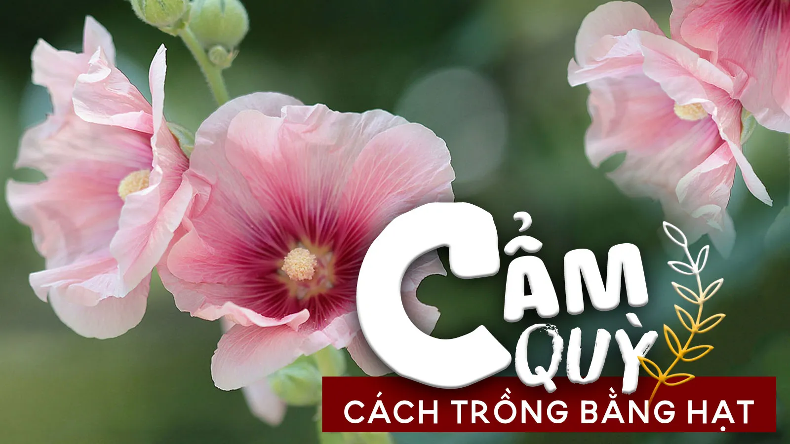 Cách trồng hoa cẩm quỳ nở hoa nhiều hơn và cây sống lâu hơn