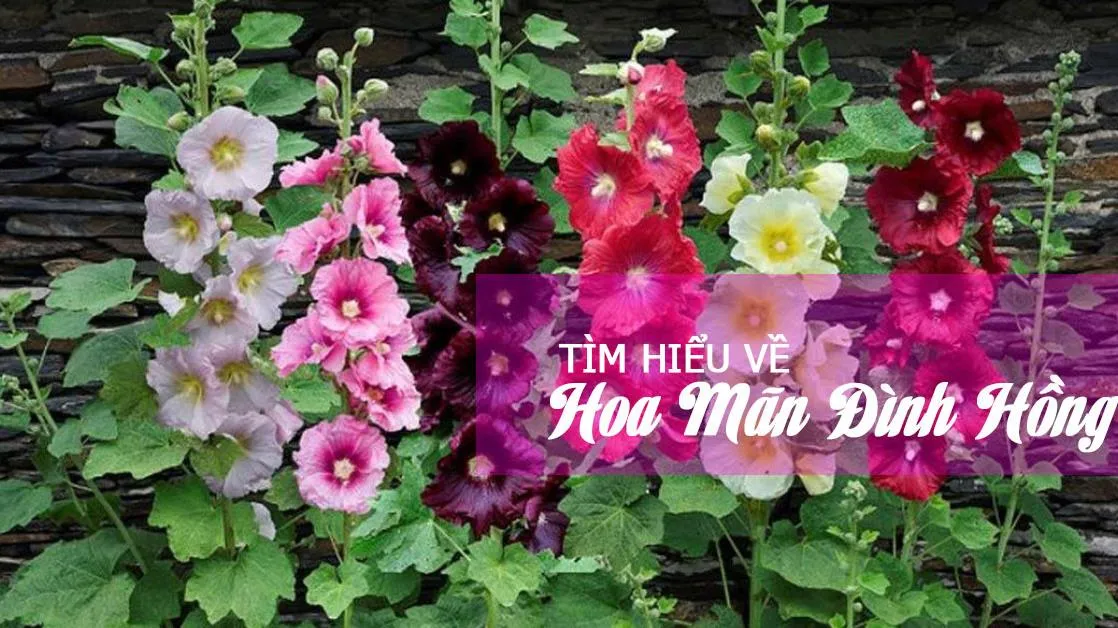 Hiểu thêm về hoa mãn đình hồng – loài hoa đẹp và quý