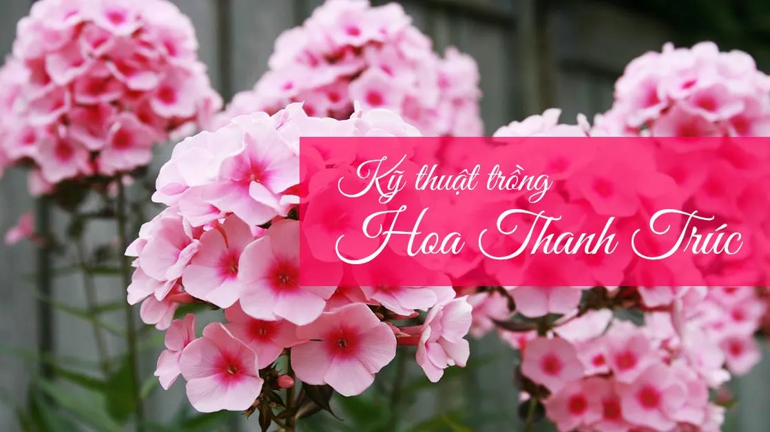 Kỹ thuật trồng hoa thanh trúc từ hạt nở rộ tại nhà