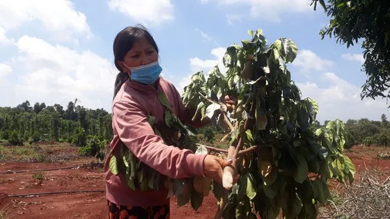 Kẻ gian chặt đốn 500 cây ăn quả trong đêm tại Xuyên Mộc