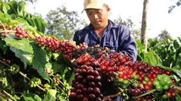 Giá cà phê hôm nay 25/08/2020: Giá cà phê trong nước tiến sát mốc 34.000 đồng/kg