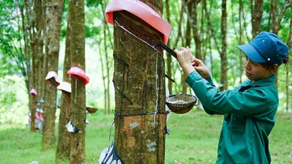 Giá cao su hôm nay 25/08/2020: Tăng cao nhất 2 tuần qua  